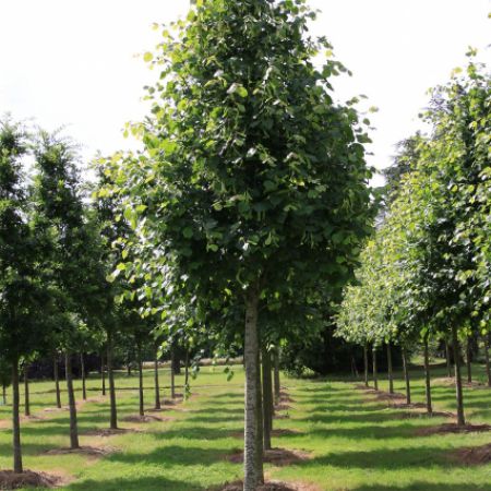 Tilia x europaea 'Pallida'