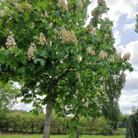 Aesculus hippocastanum 'Baumannii'