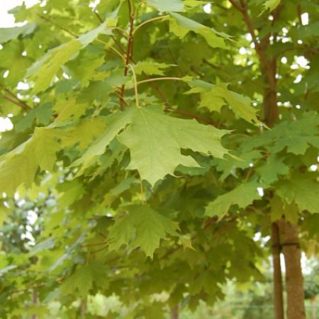Acer platanoides