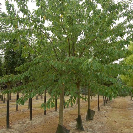 Cerisier Bigarreau 'Reverchon'