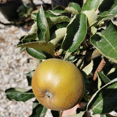 Pommier 'Reinette grise du Canada'