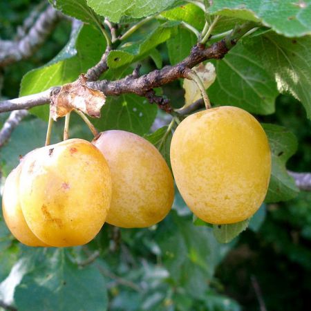 PRUNIER 'Reine Claude Dorée'