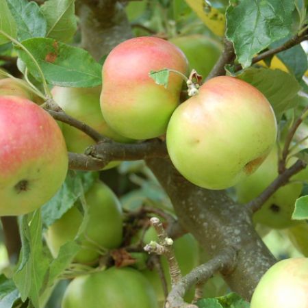 Pommier 'Idared'