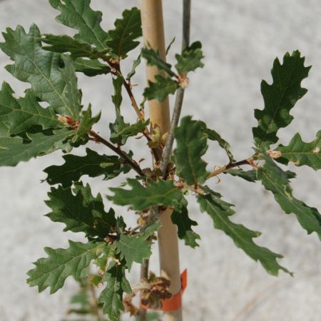 Quercus pubescens