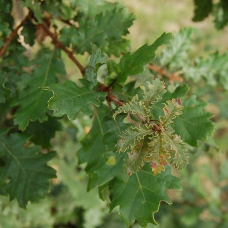 Quercus toza