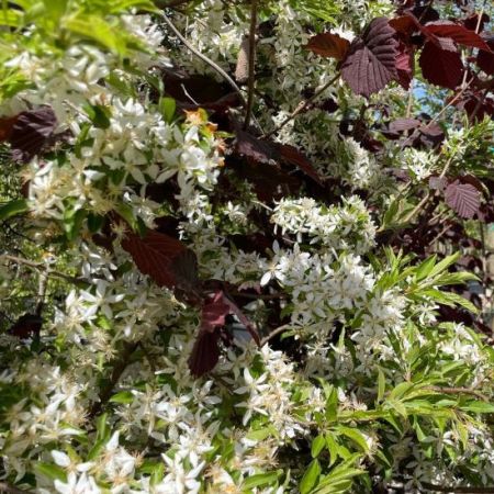 Malus toringoides