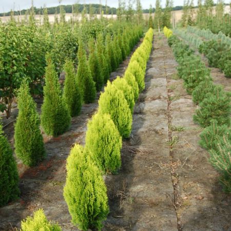 Thuja orientalis 'Semperaurea'