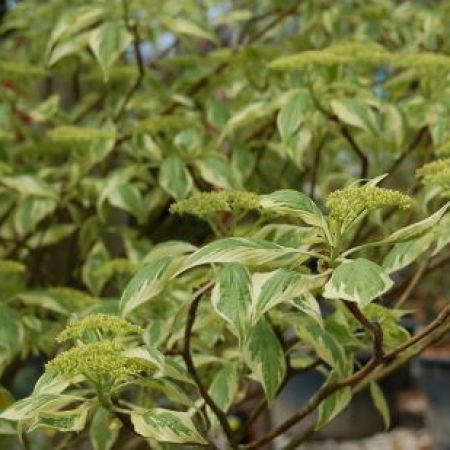 Cornus controversa 'Variegata'