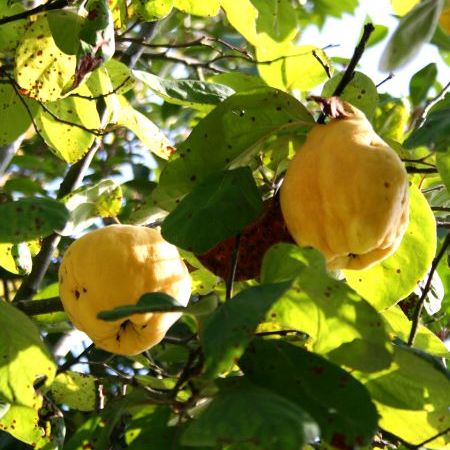 Cydonia oblonga 'Geant de Vranja'