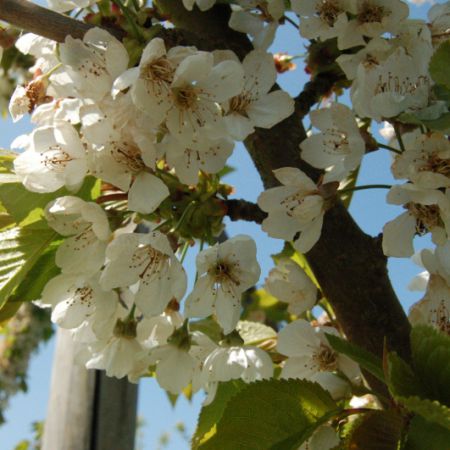 Cerisier Bigarreau 'Moreau'