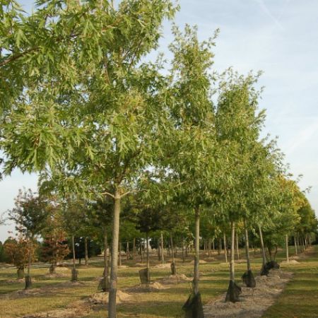 Acer saccharinum var laciniatum 'Wieri'