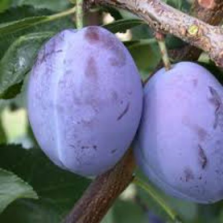 PRUNIER 'Quetsche d'Alsace'