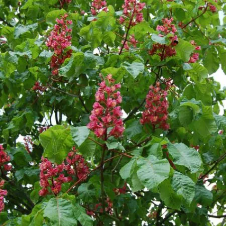 Aesculus carnea 'Briotti'