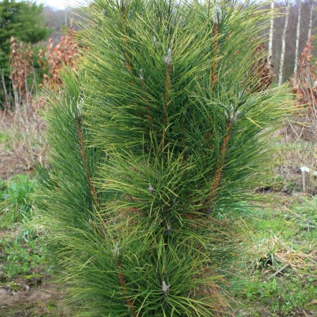 Pinus nigra 'Pyramidalis'