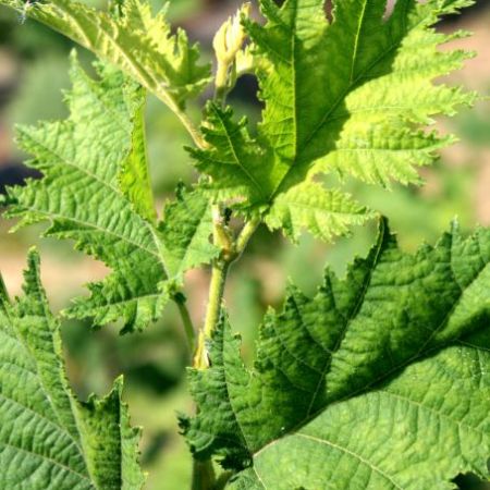 Corylus avellana 'laciniata'