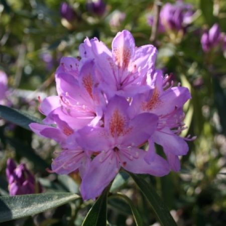 Rhododendron ponticum