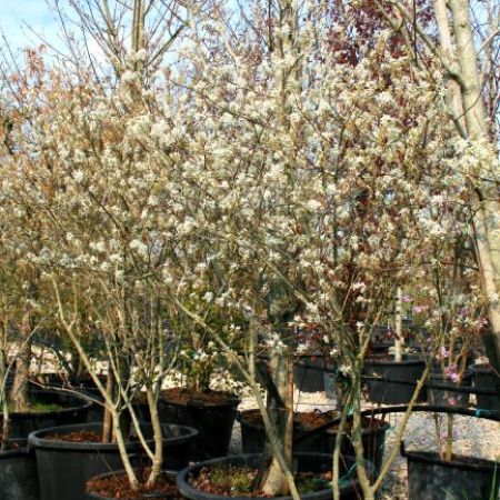 Amelanchier canadensis