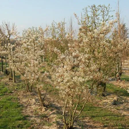 Amelanchier canadensis