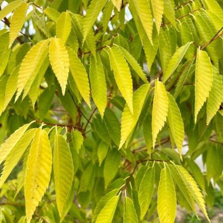 Zelkova serrata luminifera