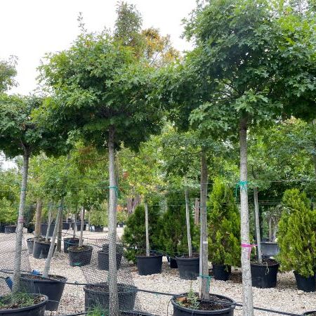 Quercus palustris 'Green Dwarf'