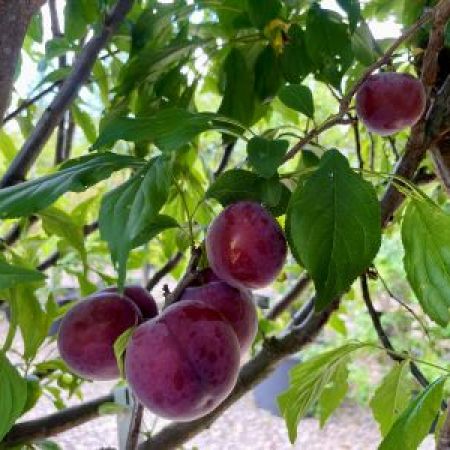 PRUNIER 'Black Diamond'