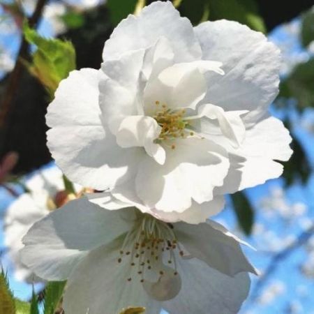 Prunus serrulata ‘Shirotae’