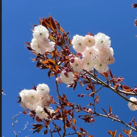 Prunus serrulata ‘Shirofugen’