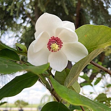 magnolia sieboldii