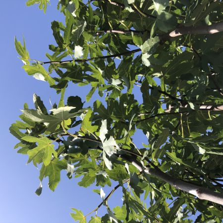 FICUS carica 'Marseillaise'