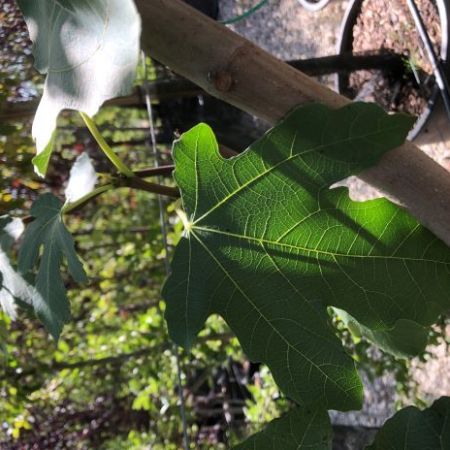 FICUS carica 'Portogallo'