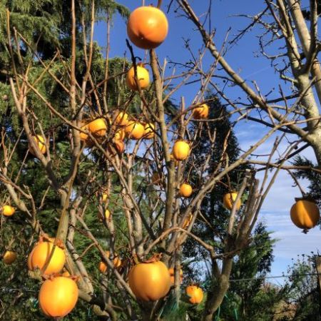 DIOSPYROS kaki 'Rojo brillante'