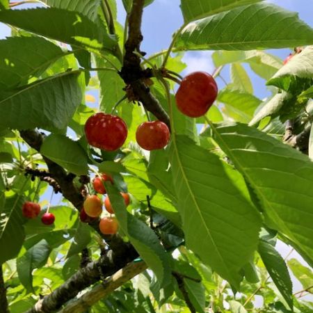 CERISIER 'Sofia'