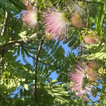 ALBIZIA julibrissin