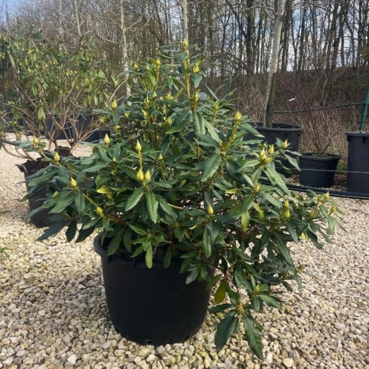 Collection Rhododendrons