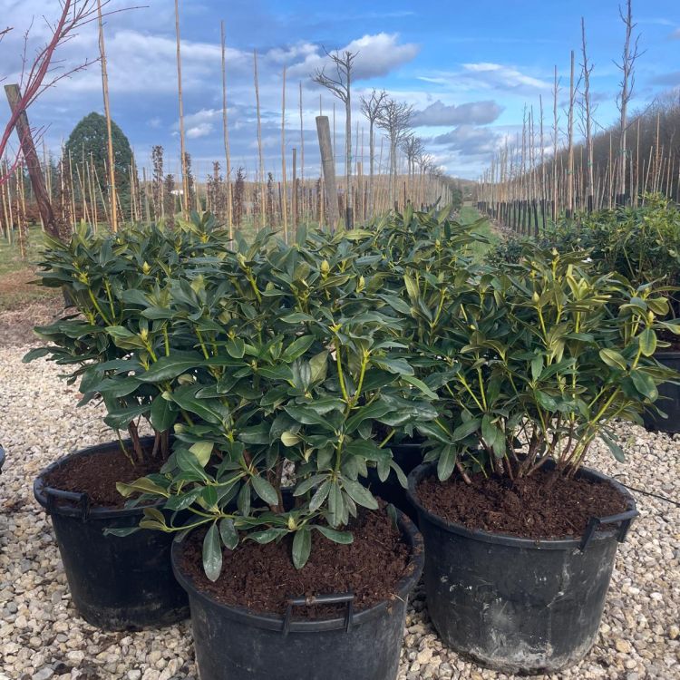 Collection Rhododendrons