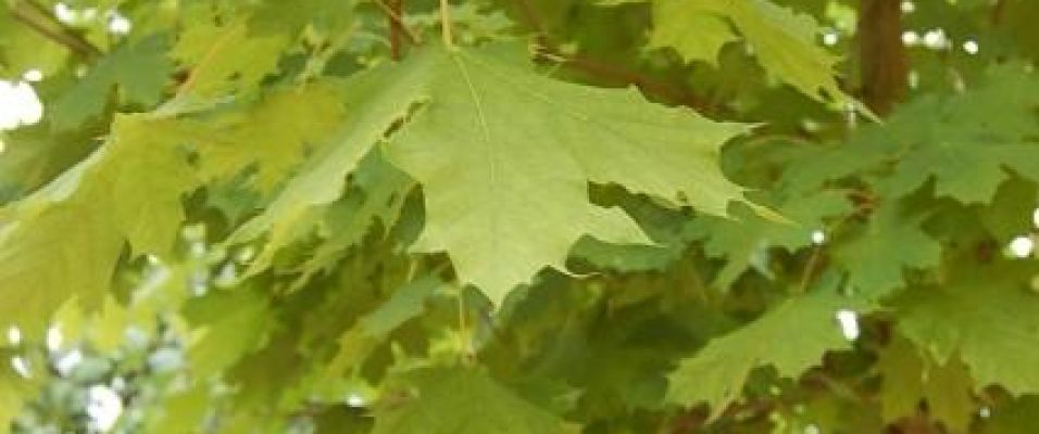 Erable plane Acer platanoides - Pépinières Bazainville