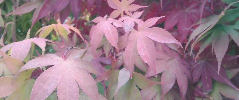 Erable 'Osakazuki' - Acer palmatum - Erables du Japon