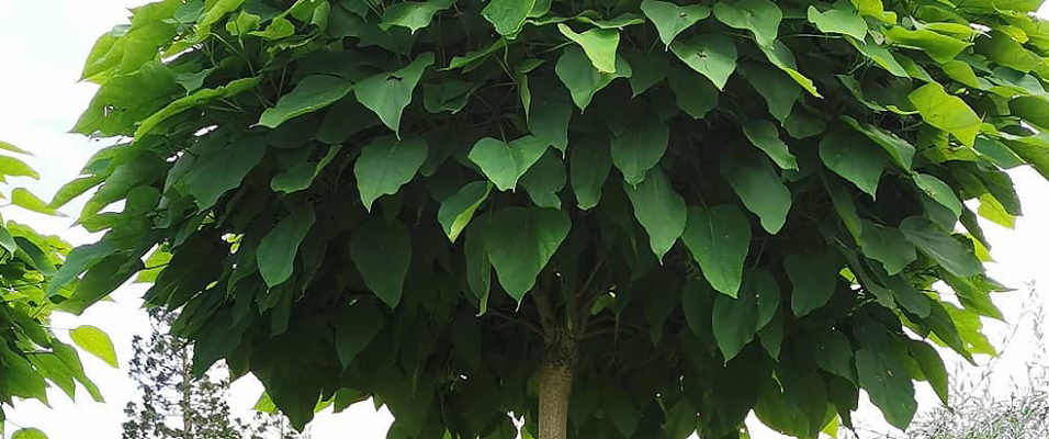 Arbre Boule Catalpa bignonioides 'Nana Bungei'