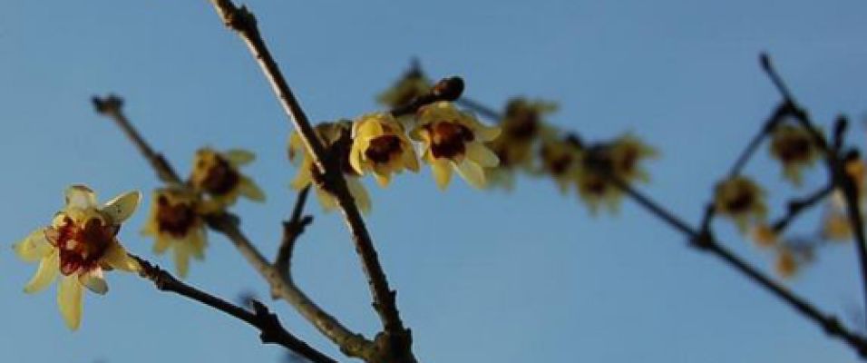 Chimonanthe – arbuste aux fleurs hivernales parfumées