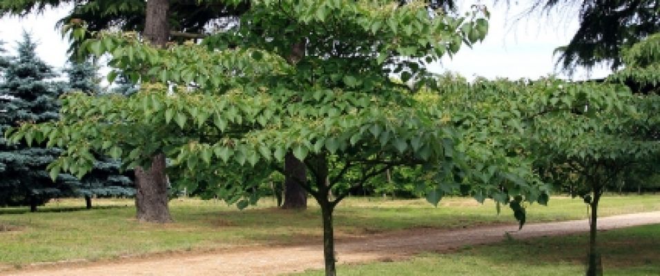 Cornouillers - Cornus - Grands Arbustes