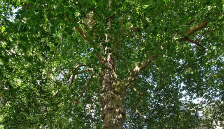 Platanes, des arbres de villes - Pépinières de Bazainville