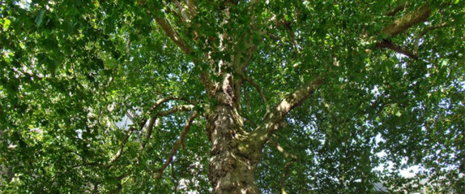 Platanes, des arbres de villes - Pépinières de Bazainville