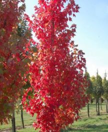 Érable de Freeman : un arbre lumineux aux couleurs d’automne spectaculaires