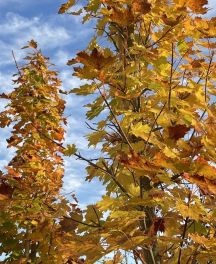 Erable plane (Acer platanoides) : variétés et usages au jardin