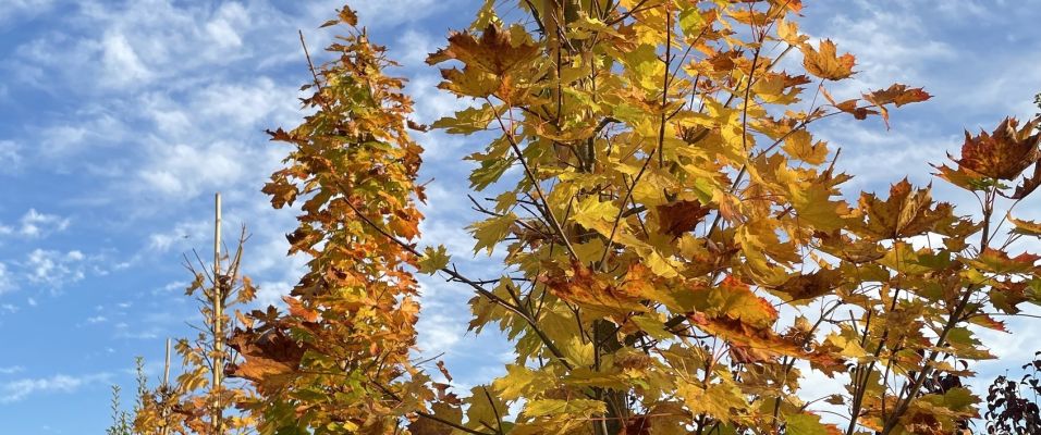 Erable plane (Acer platanoides) : variétés et usages au jardin