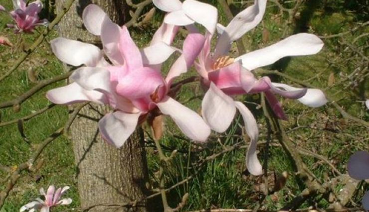 Magnolia loebneri 'Leonard Messel' bel arbuste très parfumé