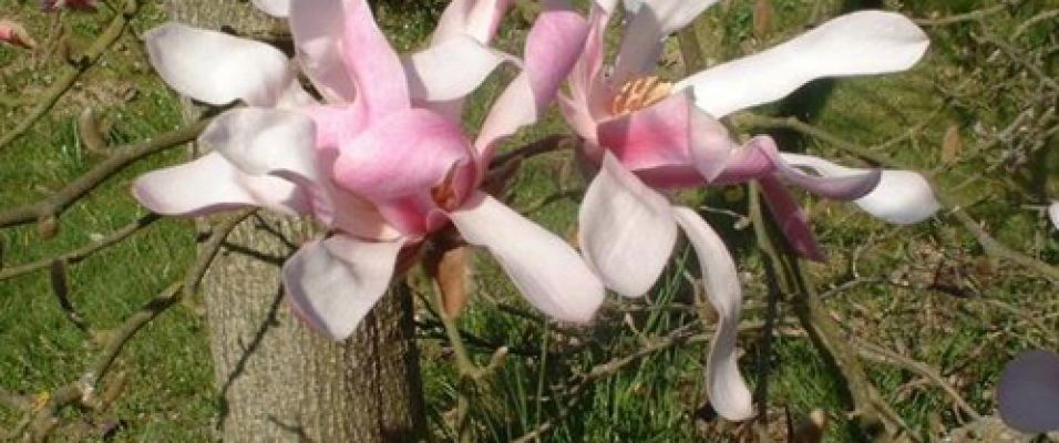 Magnolia loebneri 'Leonard Messel' bel arbuste très parfumé