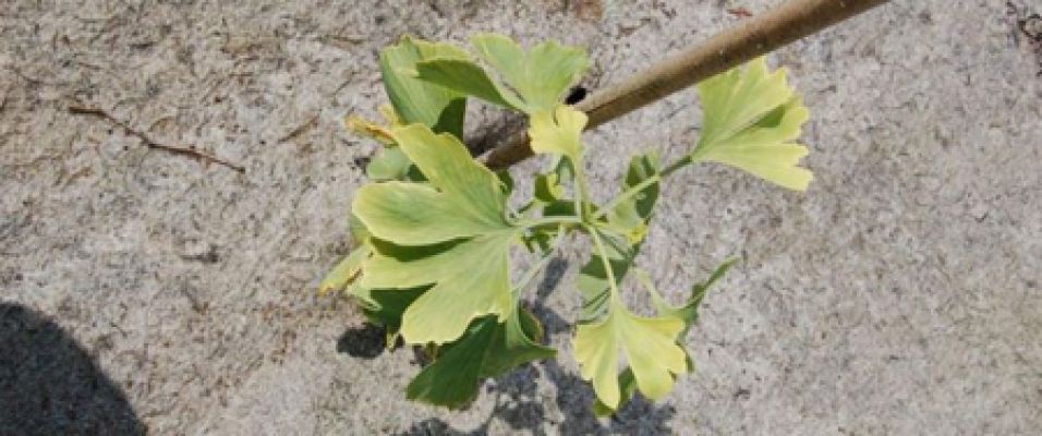 Ginkgo biloba 'Autumn Gold' cultivar du Ginkgo biloba