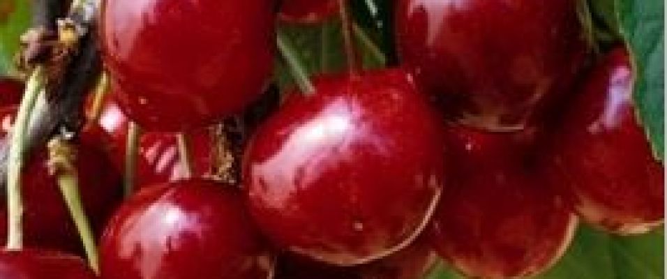 Cerisier Bigarreaux Géant Hedelfingen fruits abondants sucrés