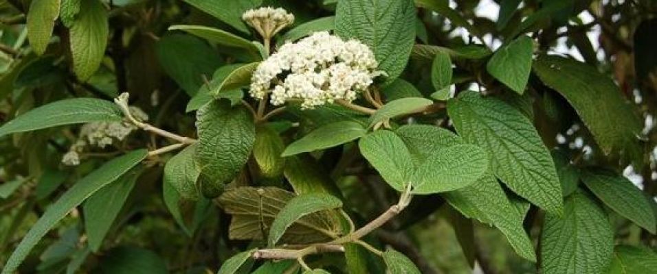 La viorne ridée, un arbuste persistant